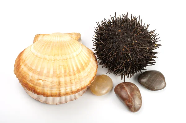 Concha de mar, piedras, erizo de mar — Foto de Stock