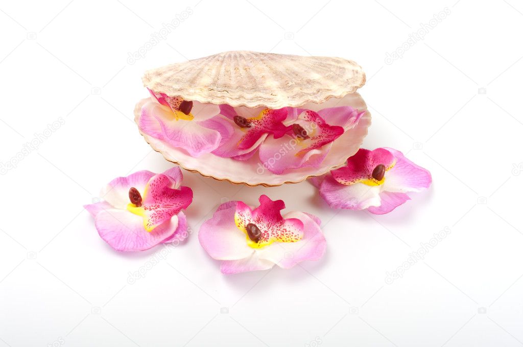 Orchid and scallop isolated on white background