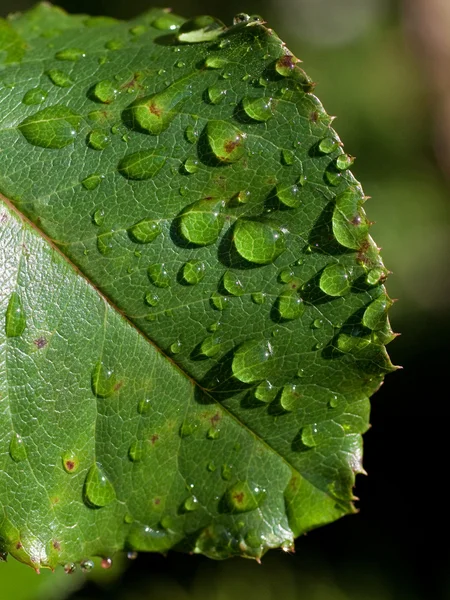 Rose leaf — Stock Photo, Image