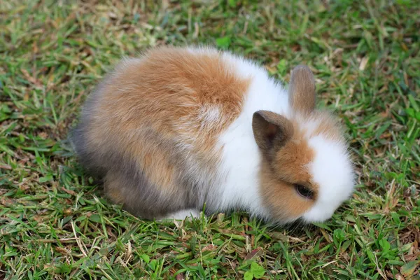 Dwarf rabbit — Stock Photo, Image