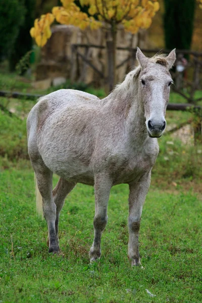 Cavallo in una fattoria — Foto Stock