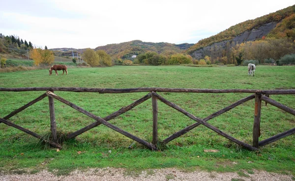 Fence with horses — Stock Photo, Image