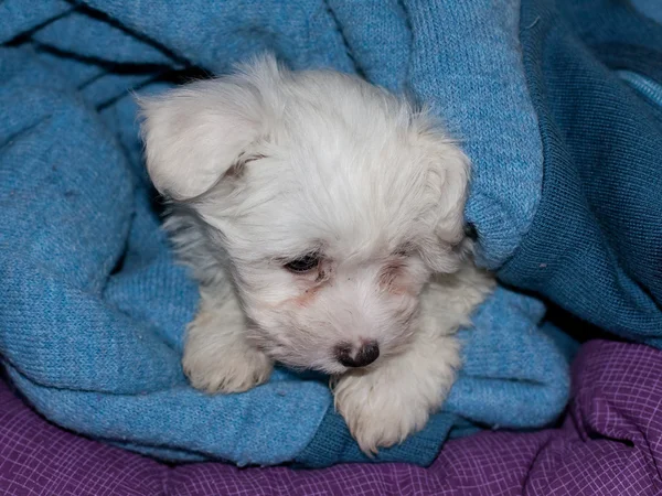 Maltese Puppy — Stock Photo, Image
