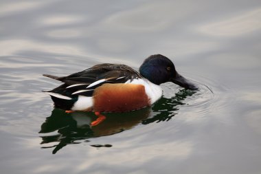 Shoveler (Anas clypeata)