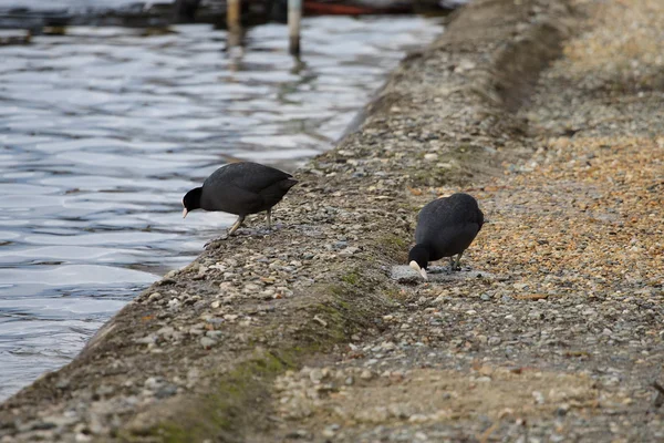 Siyah Yaban Ördeği — Stok fotoğraf