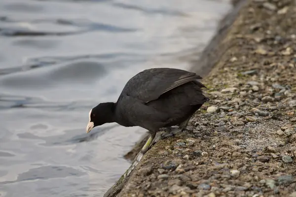 stock image Black coot