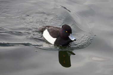 Ördek (Aythya fuligula)