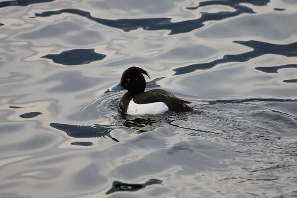 Tufled duck (Aythya fuligula)) — стокове фото