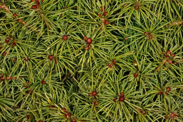 stock image Conifer - background