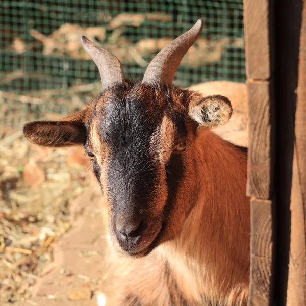 Tibetan Goat — Stock Photo, Image