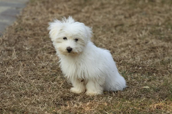 Malta puppy — Stok fotoğraf