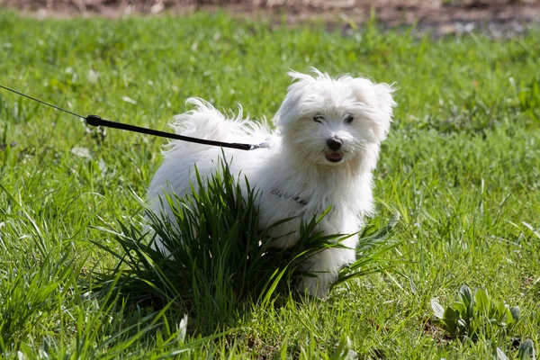 Maltese puppy — Stock Photo, Image