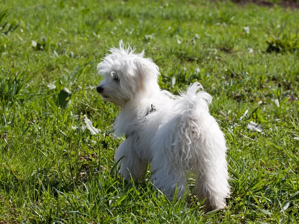 Cãozinho maltês — Fotografia de Stock