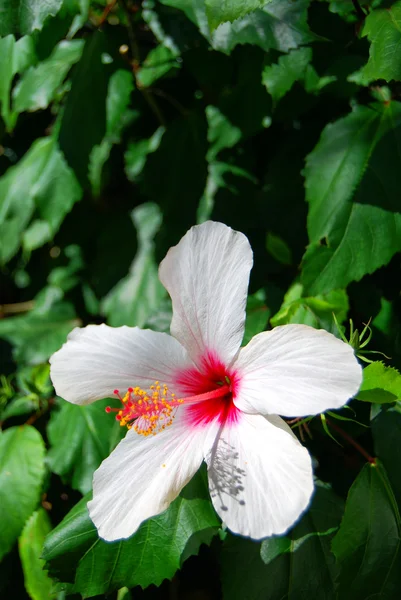 芙蓉 — 图库照片