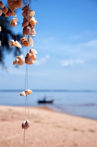 Seashells by beach — Stock Photo, Image