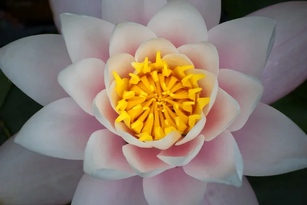 물 lillies 매크로 — 스톡 사진