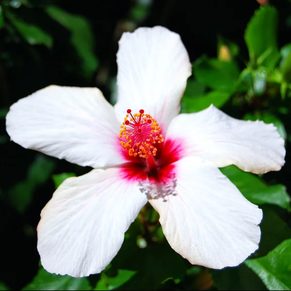 stock image White Hibiscus