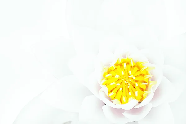Beyaz nilüfer çiçeği arka planı — Stok fotoğraf