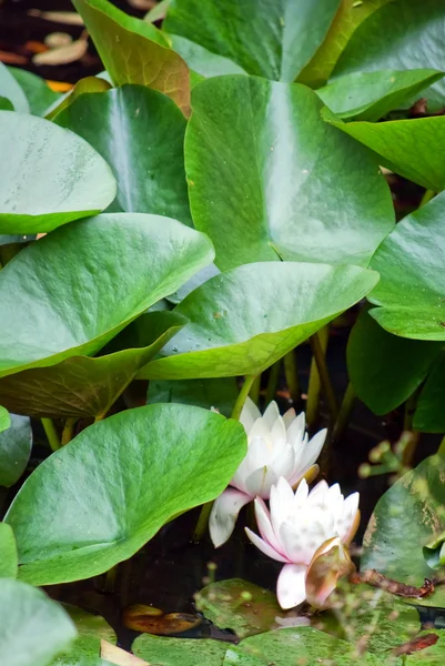 Water lillies — Stock Photo, Image