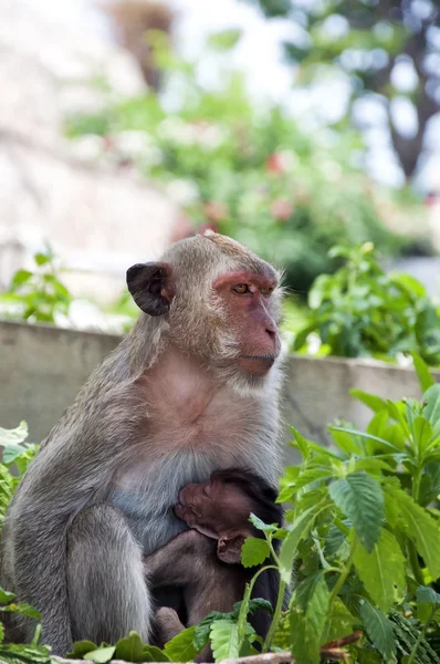 Hua Hin Monkey and baby — Stock Photo, Image