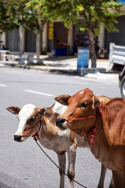 Street cows — Stock Photo, Image