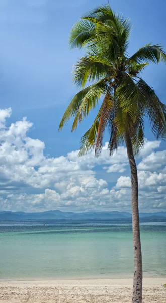 Egzotyczna palma — Zdjęcie stockowe
