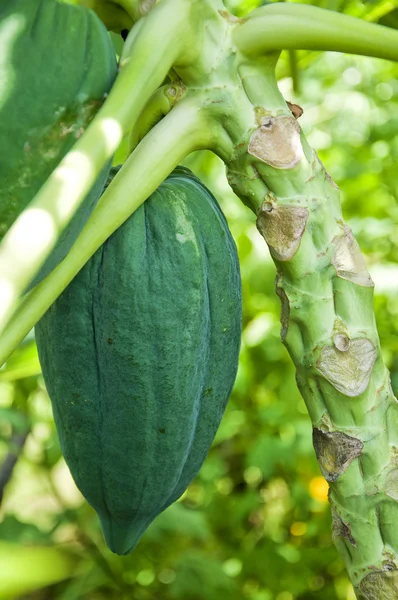 Fresh papaya — Stock Photo, Image