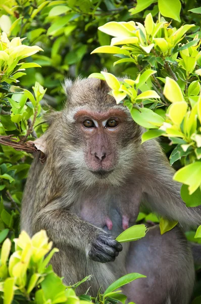 Macaco de hua hin 03 — Fotografia de Stock