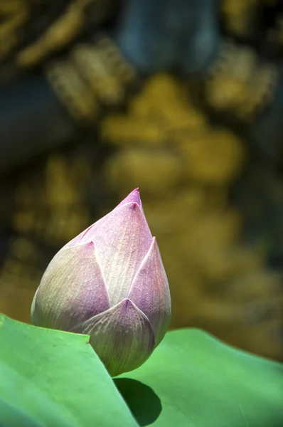 Lotus flower 01 — Stock fotografie