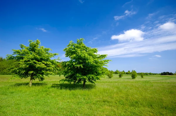 Stromy na zelené louce — Stock fotografie