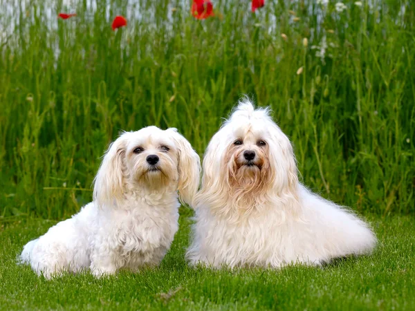 Dois cães Bichon Havanais — Fotografia de Stock