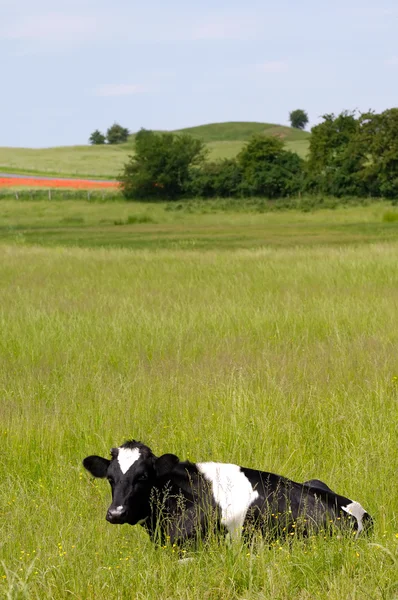 Cow resting on green field — Stock Photo, Image