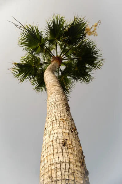 Palm — Stockfoto