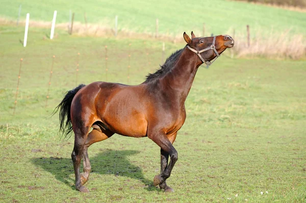 Koně s postojem — Stock fotografie