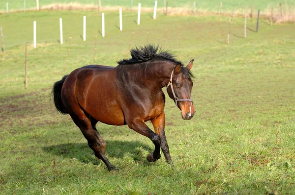 Paard op groen gras — Stockfoto