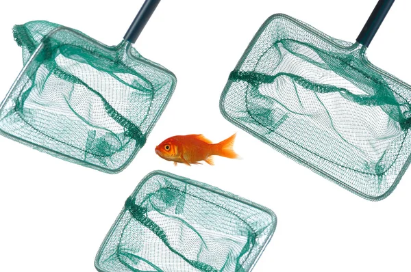 Goldfish and nets — Stock Photo, Image