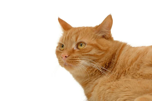 Rustende kat — Stockfoto