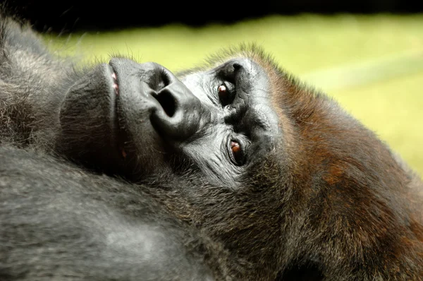 Odpoczynek goryl — Zdjęcie stockowe