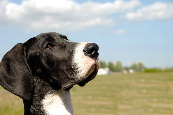 犬の顔 — ストック写真