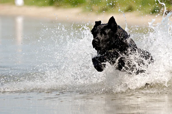 Zwarte hond in water — Stockfoto