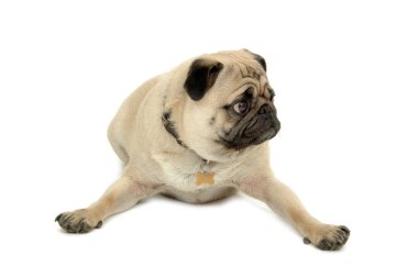 Pug resting on white background clipart