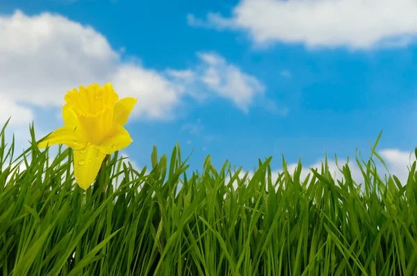 Daffodil Water Drops Green Grass Blue Cloudy Sky Background — Stock Photo, Image