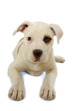 Sad puppy dog clipart