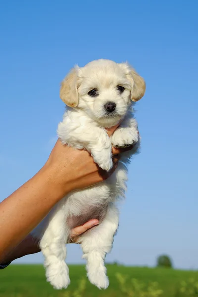 Держа в руках сладкого щенка — стоковое фото