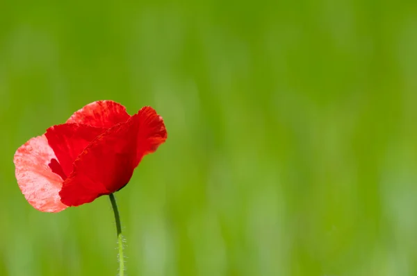 Red poppy — Stock Photo, Image