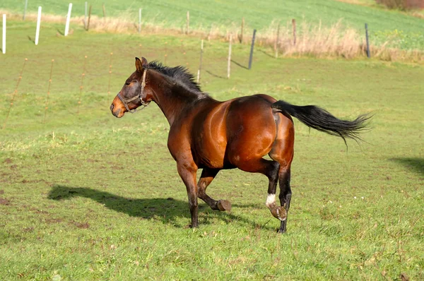 Häst på grönt gräs — Stockfoto