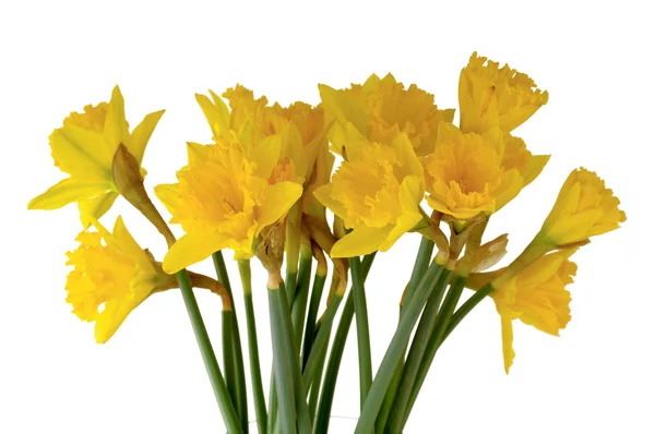 Buquê de Daffodil — Fotografia de Stock