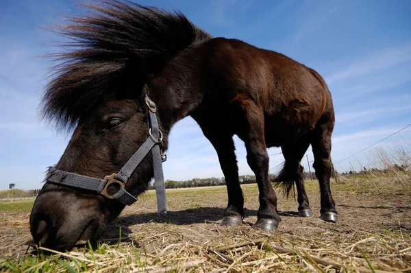 Pony mange de l'herbe. — Photo