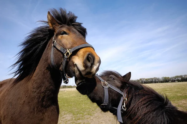 Triste e zangado casal de cavalos — Fotografia de Stock