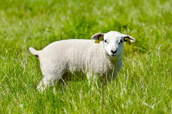 Pasen-lamsvlees op zoek — Stockfoto